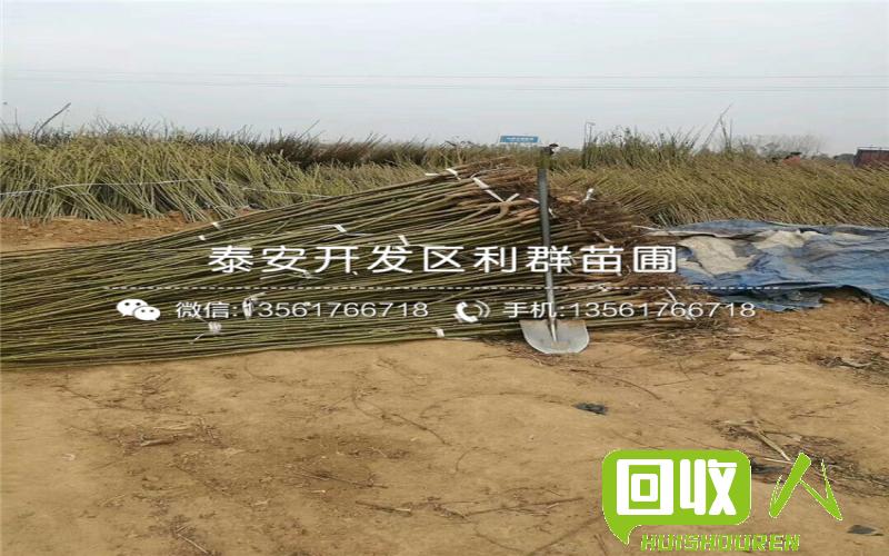 湖北废铁大量出售，价格一片红火 湖北地区哪有大量废铁出售