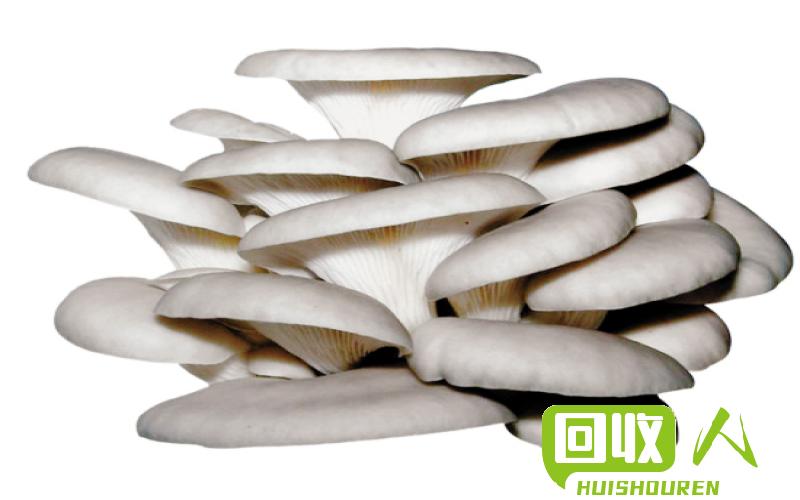 菌饮科技：探究食用菌与杂木屑的价格趋势 食用菌 杂木屑 最新价格行情