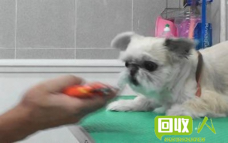 宠物行情及价格分析 pet最新价格