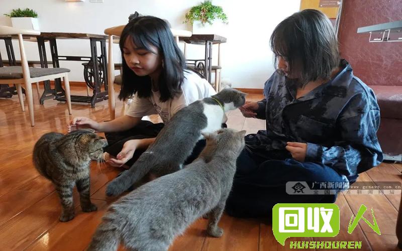pet价格动态分析及市场趋势 今日pet最新价格行情