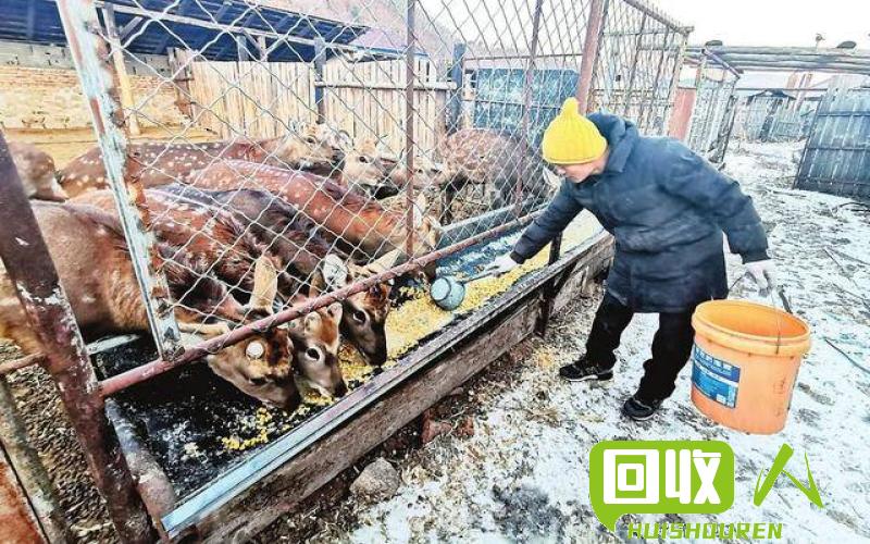 沧州废铁市场价格一触即明，探寻废铁产业的繁荣与挑战 沧州一级废铁价格是多少钱一斤