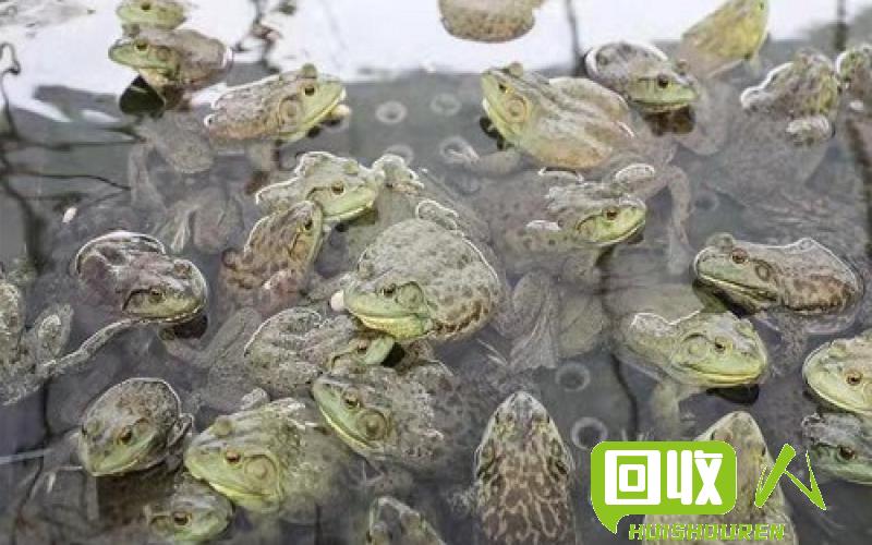 金矿石价格持续攀升，尚未见顶 金矿石最新价格